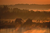 Sunrise in the Danube Marsh near Belgrade (Photo: Josip Šarić)